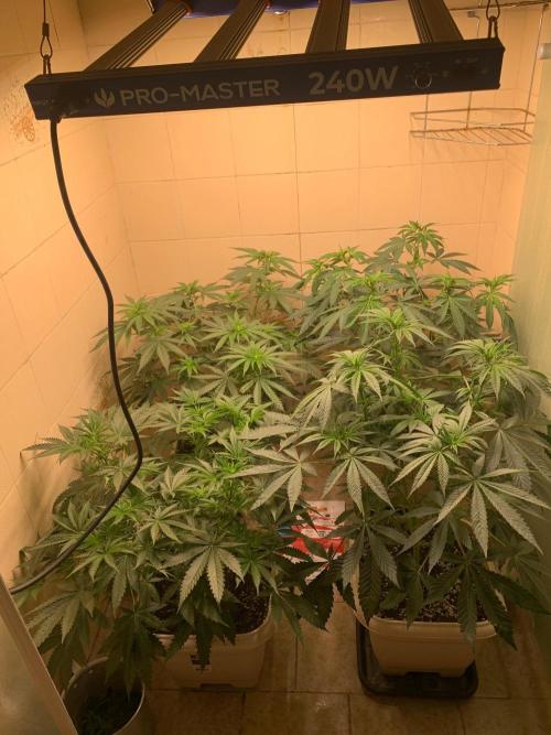Mix Pack FF. Week 8