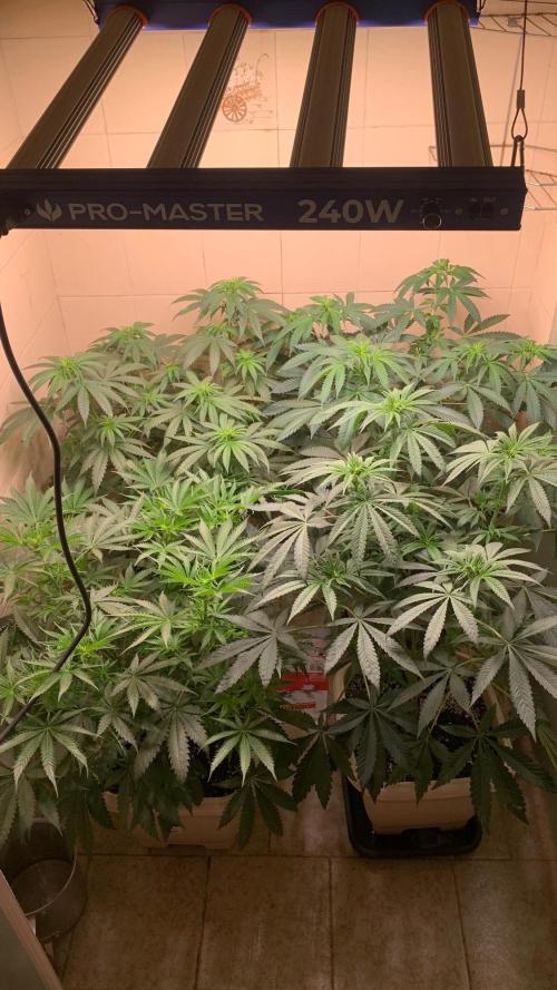 FF Mix pack fastbuds. Week 8 - 4/7 #S8 ( 28/08 )