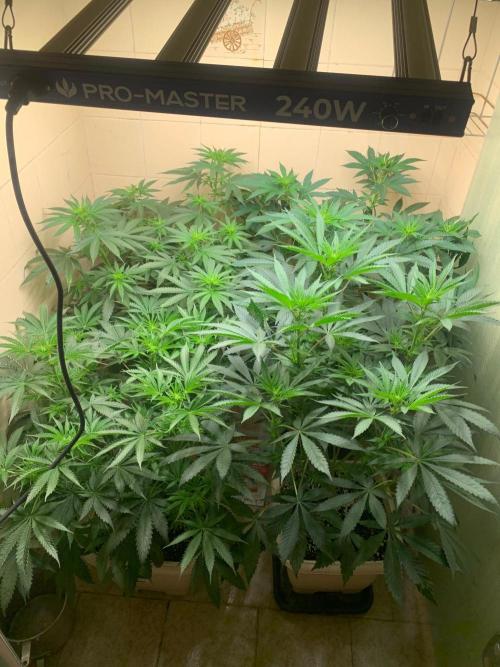 Mix Pack FF. Week 8