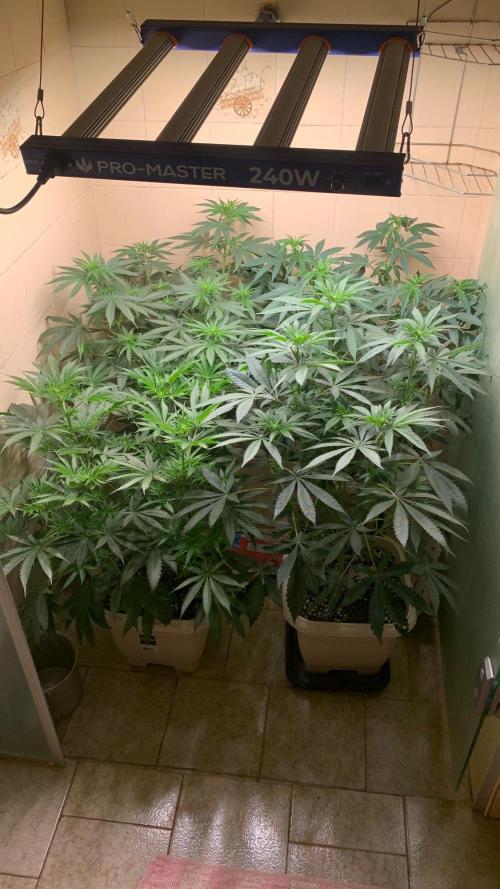 Mix Pack FF. Week 8