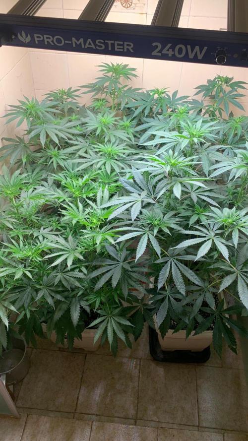 FF Mix pack fastbuds. Week 8 - 6/7 #S8 ( 30/08 )