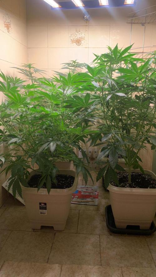 FF Mix pack fastbuds. Week 8 - 7/7 #S8 ( 31/08 )