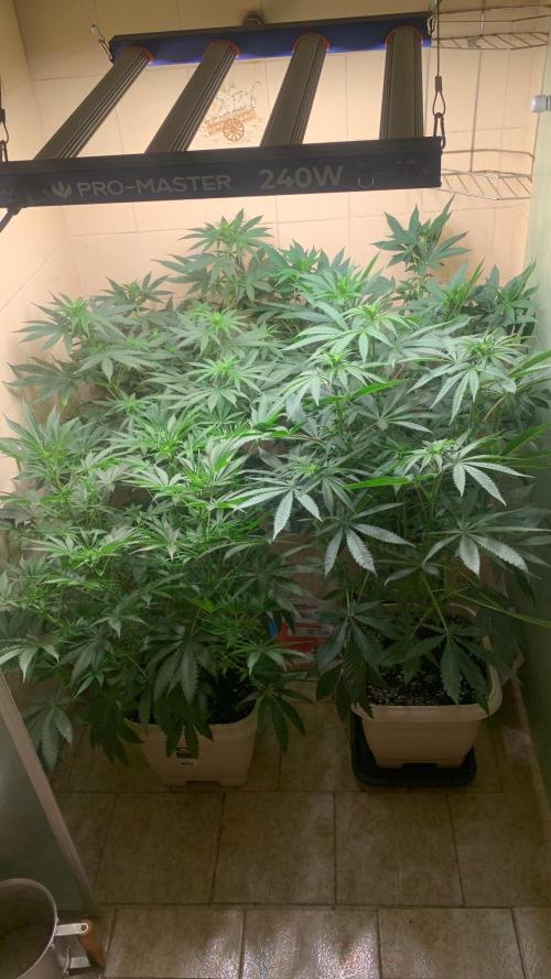 Mix Pack FF. Week 8