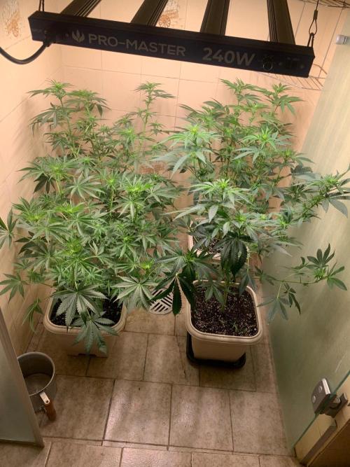 FF Mix pack fastbuds. Week 9 - 1/7 #S9 ( 01/09 )