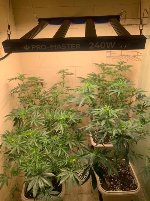 Mix Pack FF. Week 9