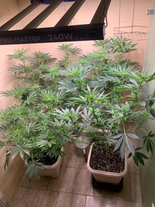 Mix Pack FF. Week 9