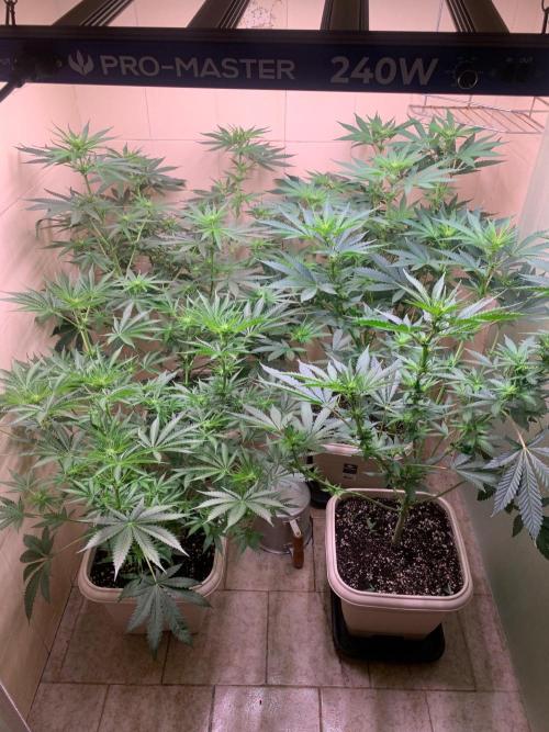 FF Mix pack fastbuds. Week 9 - 2/7 #S9 ( 02/09 )