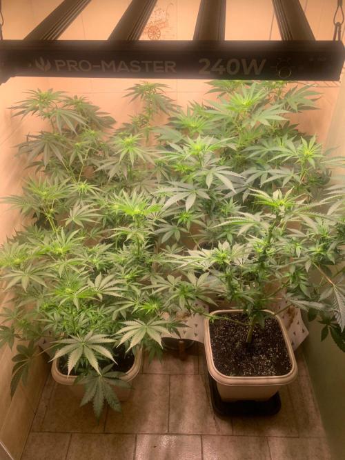 FF Mix pack fastbuds. Week 9 - 3/7 #S9 ( 03/09 )