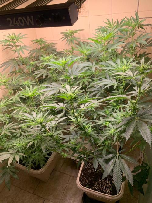 FF Mix pack fastbuds. Week 9 - 4/7 #S9 ( 04/09 )
