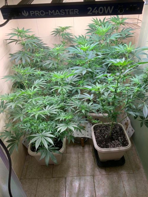 FF Mix pack fastbuds. Week 9 - 4/7 #S9 ( 04/09 )