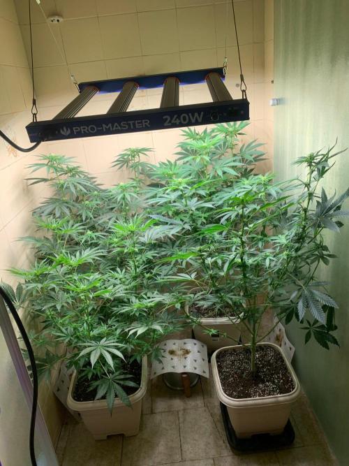 FF Mix pack fastbuds. Week 9 - 5/7 #S9 ( 05/09 )