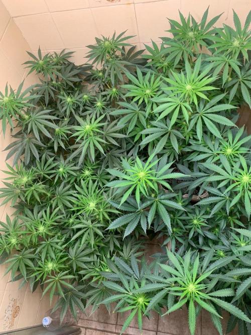 FF Mix pack fastbuds. Week 9 - 5/7 #S9 ( 05/09 )