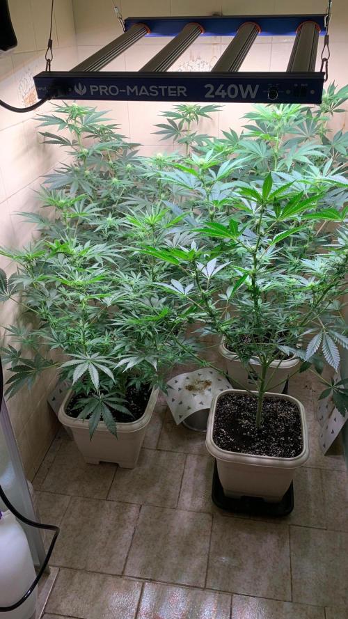 FF Mix pack fastbuds. Week 9 - 6/7 #S9 ( 06/09 )