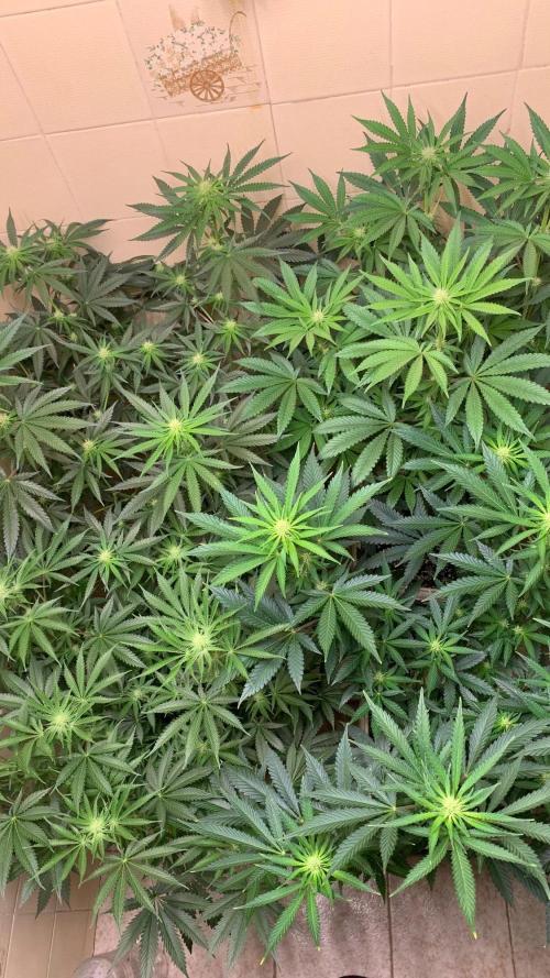 FF Mix pack fastbuds. Week 9 - 6/7 #S9 ( 06/09 )