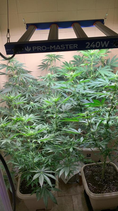 FF Mix pack fastbuds. Week 9 - 7/7 #S9 ( 07/09 )