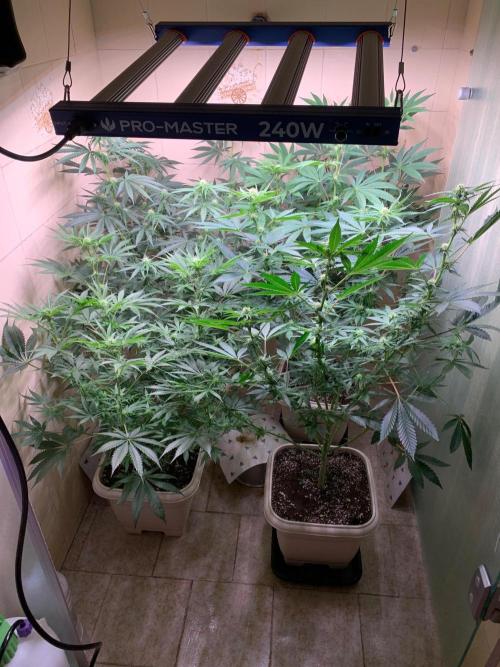 FF Mix pack fastbuds. Week 9 - 7/7 #S9 ( 07/09 )