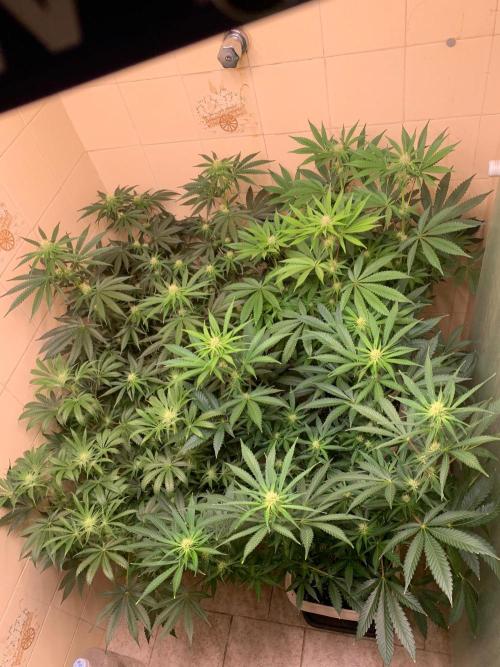 FF Mix pack fastbuds. Week 10 - 1/7 S#10 ( 08/09 )