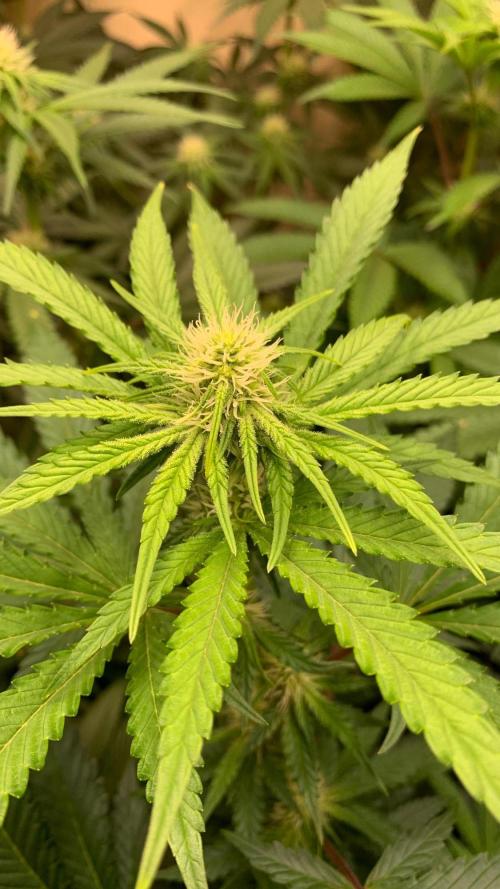 FF Mix pack fastbuds. Week 10 - 2/7 #S10 ( 09/09 )