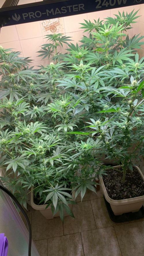 FF Mix pack fastbuds. Week 10 - 2/7 #S10 ( 09/09 )