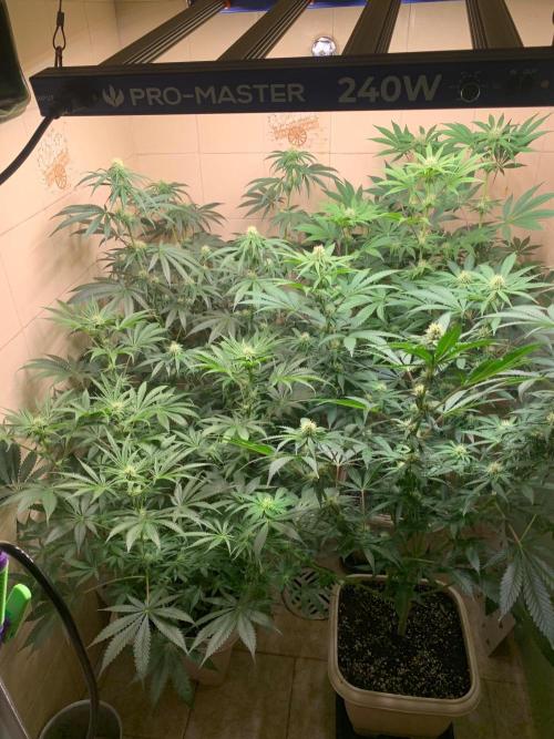 FF Mix pack fastbuds. Week 10 - 3/7 #S10 ( 10/09 )