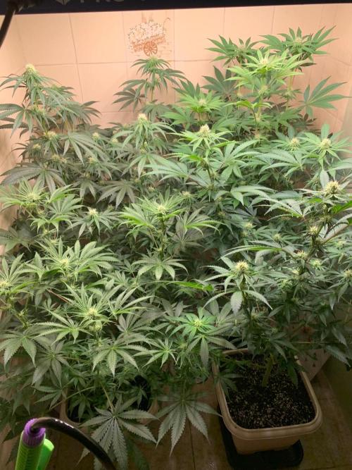 FF Mix pack fastbuds. Week 10 - 3/7 #S10 ( 10/09 )