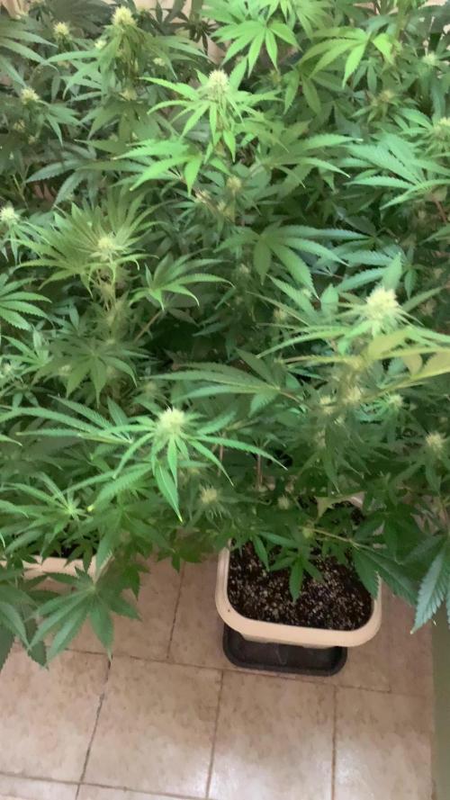FF Mix pack fastbuds