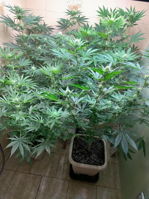 FF Mix pack fastbuds. Week 10 - 4/7 #S10 ( 11/09 )