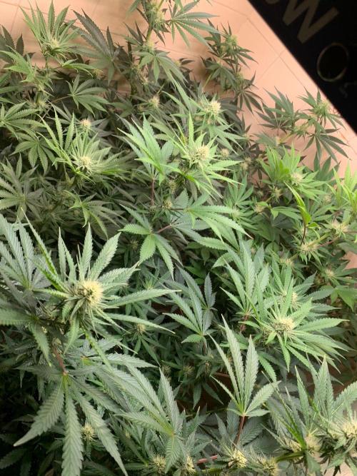 FF Mix pack fastbuds. Week 10 - 4/7 #S10 ( 11/09 )