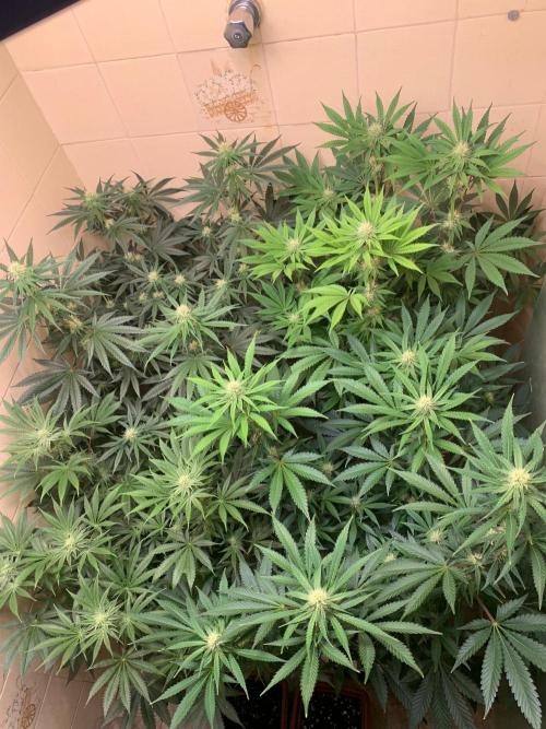 FF Mix pack fastbuds. Week 10 - 5/7 #S10 ( 12/09 )
