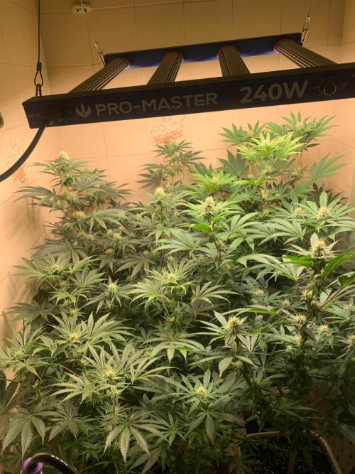 FF Mix pack fastbuds. Week 10 - 6/7 #S10 ( 13/09 )
