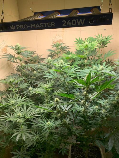 FF Mix pack fastbuds. Week 10 - 7/7 #S10 ( 14/09 )