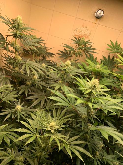 FF Mix pack fastbuds. Week 10 - 7/7 #S10 ( 14/09 )