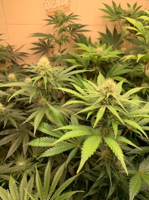 FF Mix pack fastbuds. Week 11 - 1/7 #S11 ( 15/09 )