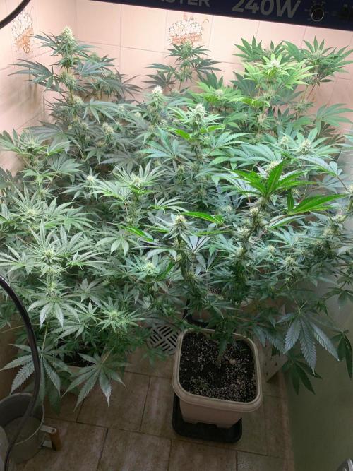 FF Mix pack fastbuds. Week 11 - 1/7 #S11 ( 15/09 )