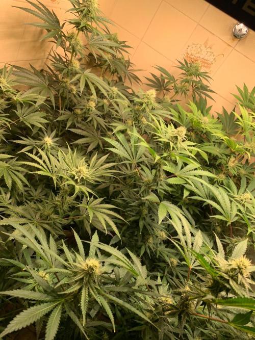 FF Mix pack fastbuds. Week 11 - 1/7 #S11 ( 15/09 )