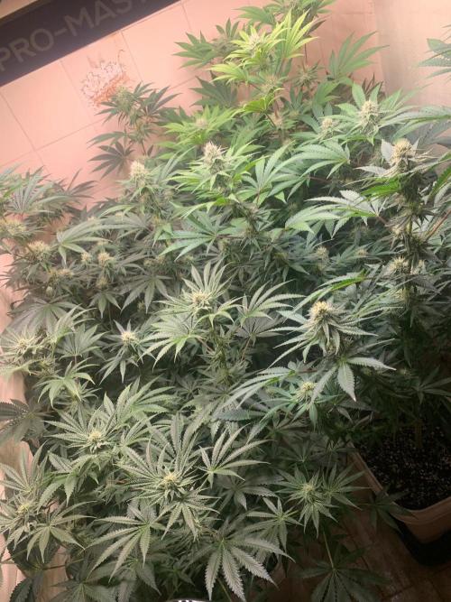 FF Mix pack fastbuds. Week 11 - 2/7 #S11( 16/09 )