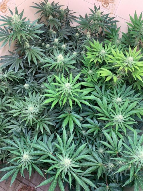 FF Mix pack fastbuds. Week 11 - 3/7 #S11 ( 17/09 )