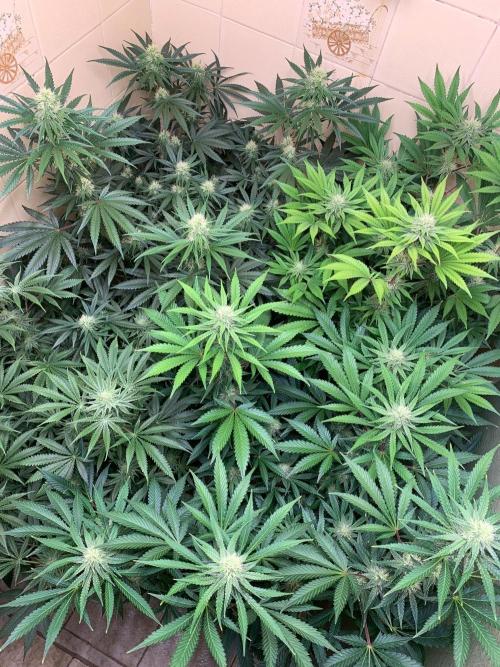 FF Mix pack fastbuds. Week 11 - 3/7 #S11 ( 17/09 )