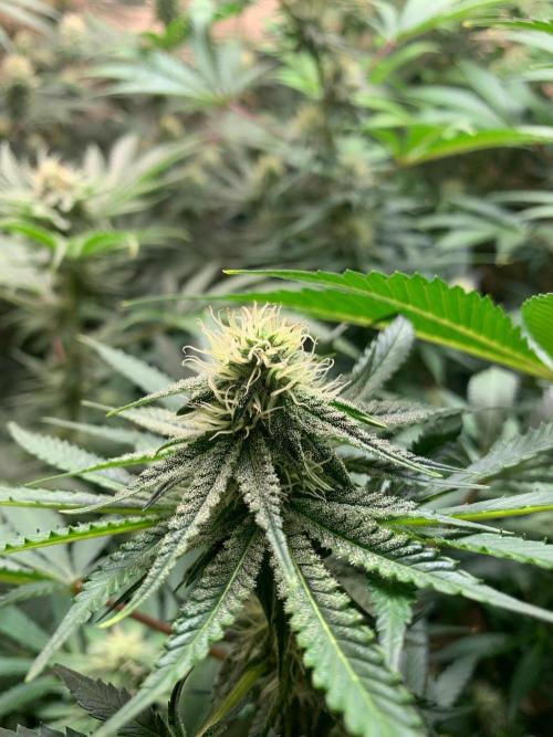 FF Mix pack fastbuds. Week 11 - 4/7 #S11 ( 18/09 )