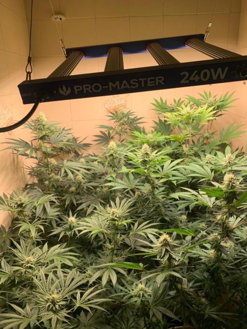 FF Mix pack fastbuds. Week 11 - 4/7 #S11 ( 18/09 )