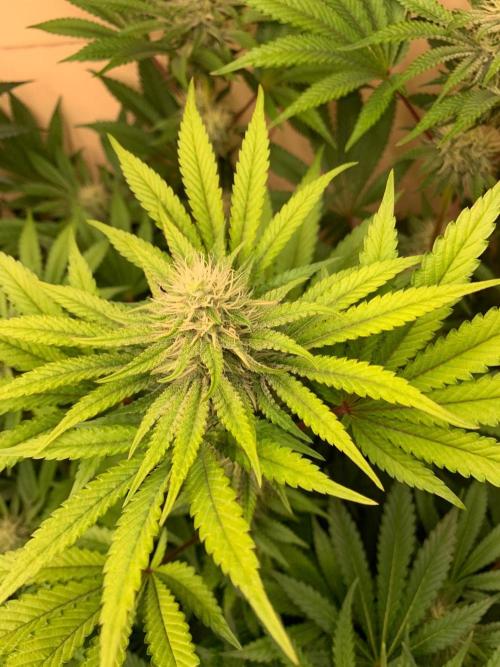 FF Mix pack fastbuds. Week 11 - 5/7 #S11 ( 19/09 )