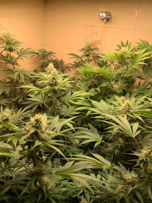 FF Mix pack fastbuds. Week 11 - 5/7 #S11 ( 19/09 )