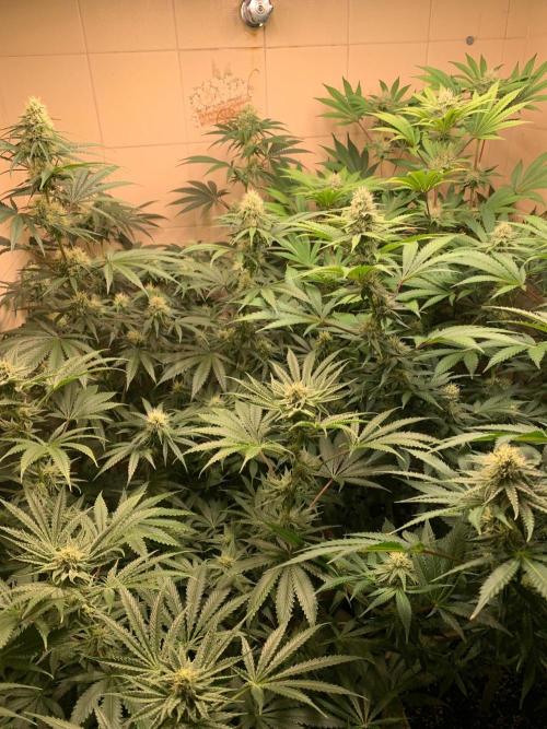 FF Mix pack fastbuds. Week 11 - 5/7 #S11 ( 19/09 )