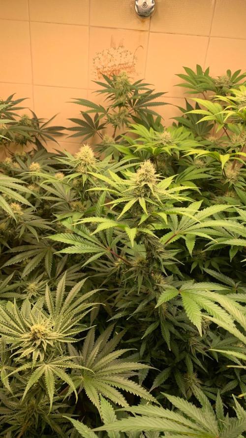 FF Mix pack fastbuds. Week 11 - 6/7 #S11 ( 20/09 )
