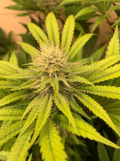 FF Mix pack fastbuds. Week 11 - 7/7 #S11 ( 21/09 )
