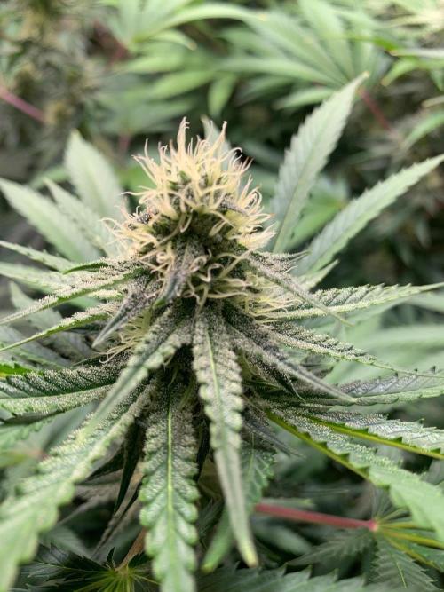 FF Mix pack fastbuds. Week 11 - 7/7 #S11 ( 21/09 )