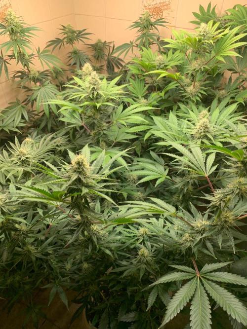 FF Mix pack fastbuds. Week 11 - 7/7 #S11 ( 21/09 )
