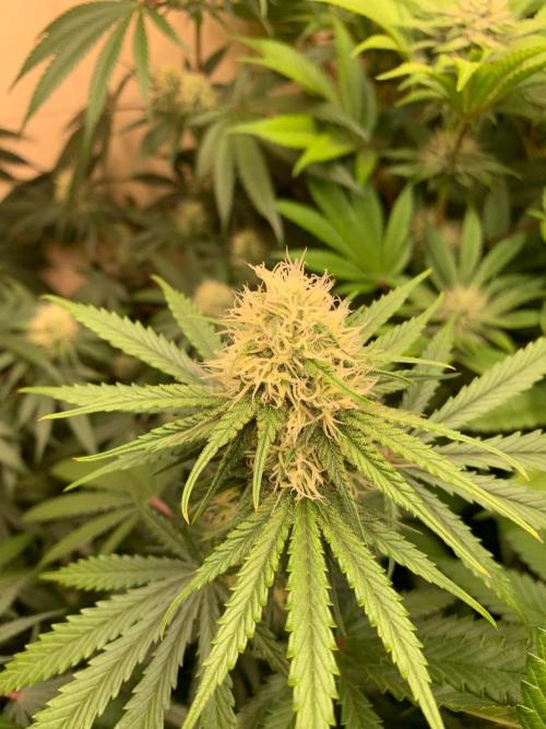 FF Mix pack fastbuds. Week 11 - 7/7 #S11 ( 21/09 )