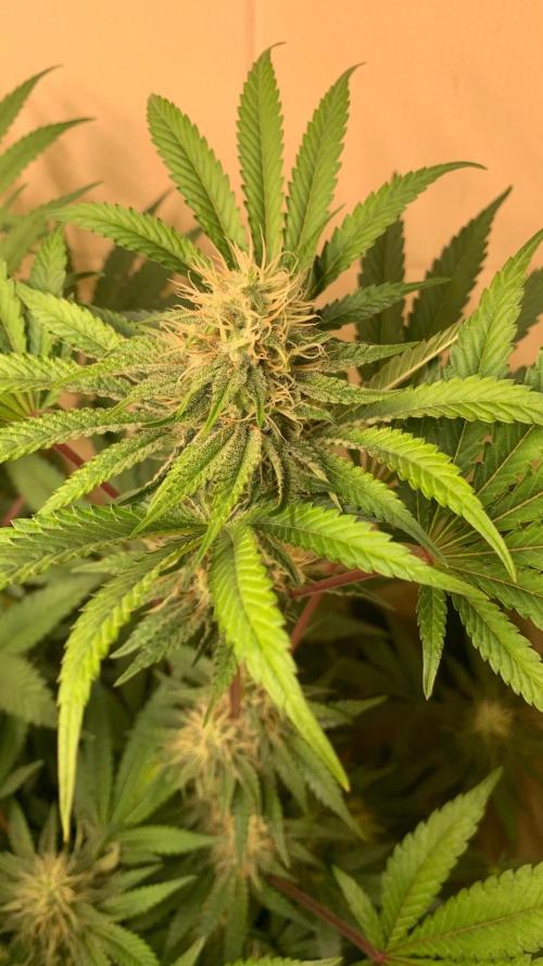 FF Mix pack fastbuds. Week 12