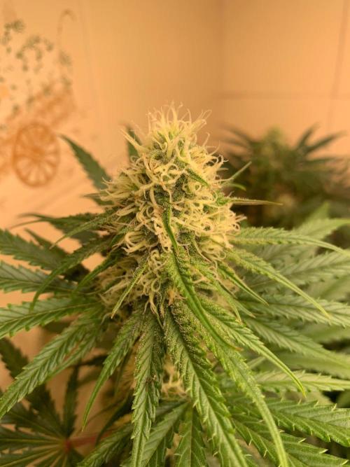 FF Mix pack fastbuds. Week 12